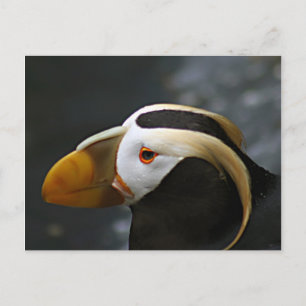 Carte Postale Puffin