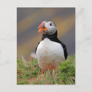 Carte Postale Puffin