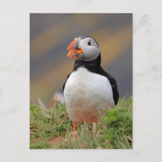 Carte Postale Puffin