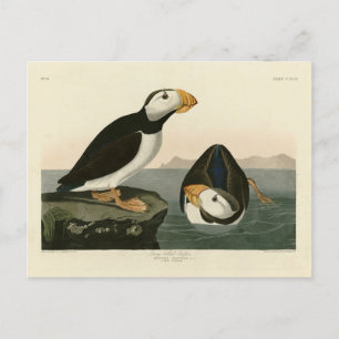 Carte Postale Puffin à gros bec - Audubon's Birds of America