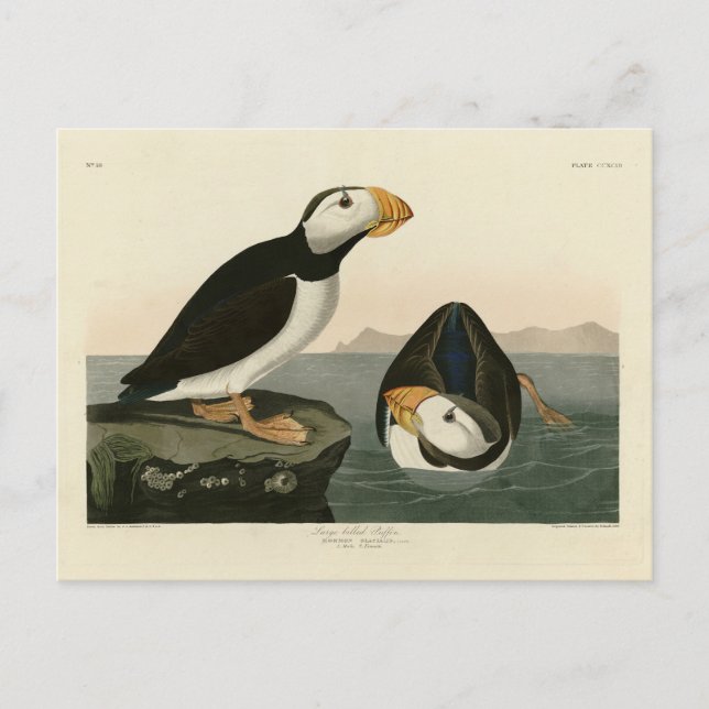 Carte Postale Puffin à gros bec - Audubon's Birds of America (Devant)