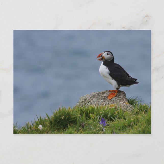 Carte Postale Puffin à surveiller (Devant)