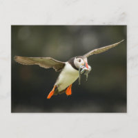 Puffin atlantique avec poisson en bec