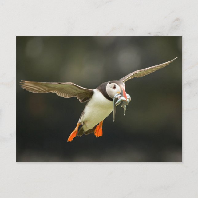 Carte Postale Puffin atlantique avec poisson en bec (Devant)