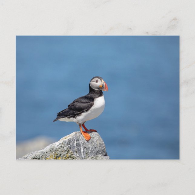 Carte Postale Puffin Atlantique en Machias, Maine (Devant)
