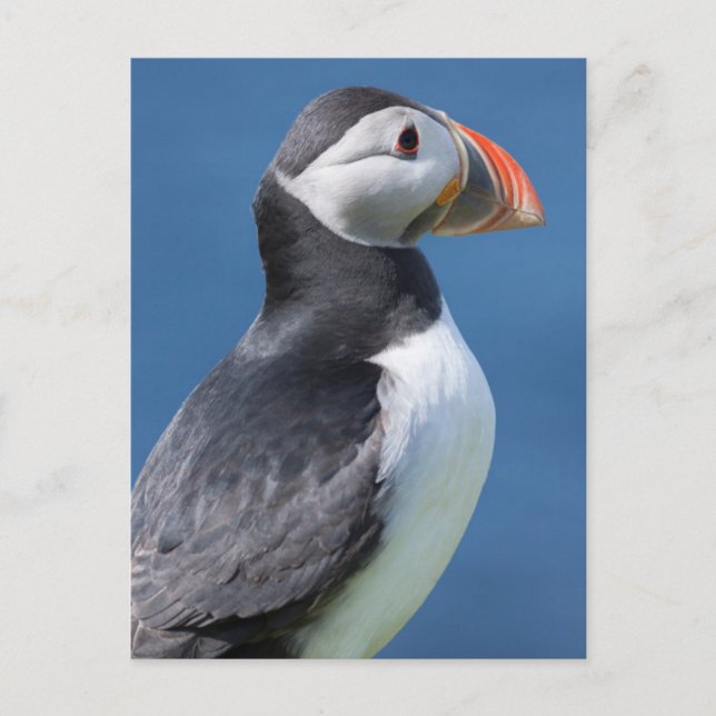Carte Postale Puffin Atlantique (Fratercula Arctica) Sur Cliff (Devant)
