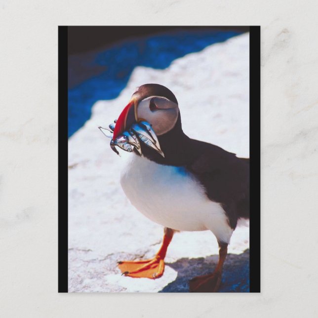 Carte Postale Puffin avec poisson (Devant)