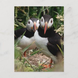 Carte Postale Puffin Couple
