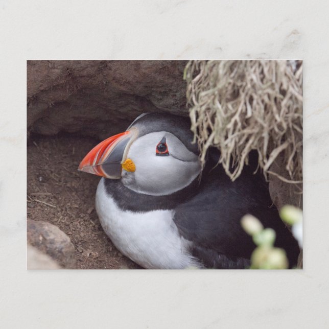 Carte Postale Puffin dans un bourgeon (Devant)