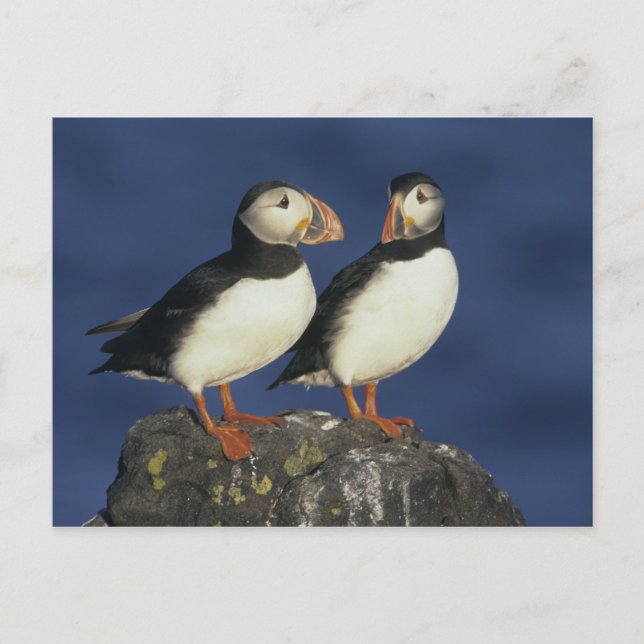 Carte Postale Puffin de l'Atlantique (Devant)