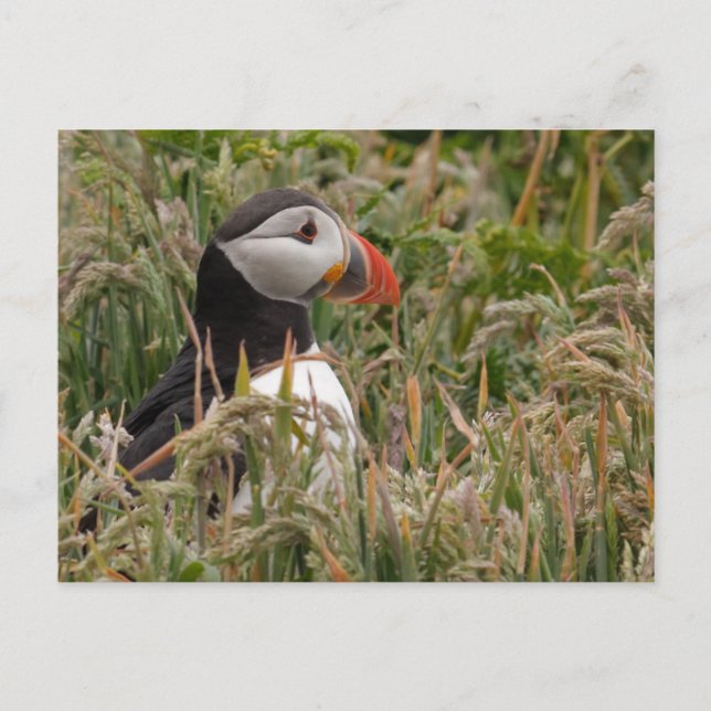 Carte Postale Puffin en herbe (Devant)