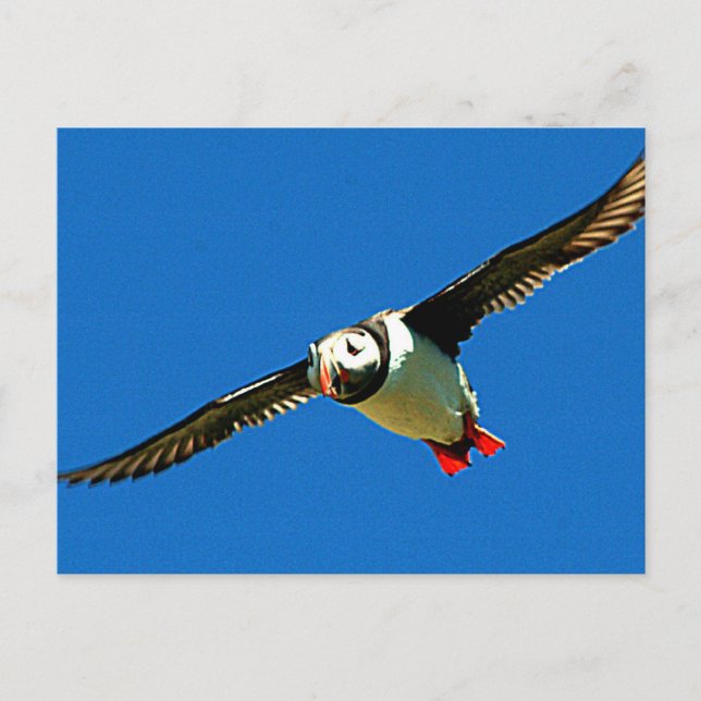 Carte Postale Puffin en vol (Devant)