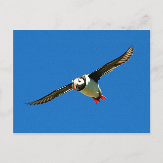 Carte Postale Puffin en vol squelette Iles Irlande (Devant)