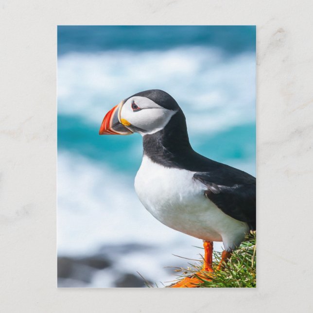 Carte Postale Puffin Fratercula arctica à Látrabjarg, Islande. (Devant)