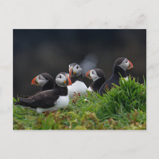 Carte Postale Puffin Gang