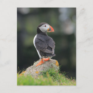 Carte Postale Puffin sur un rocher