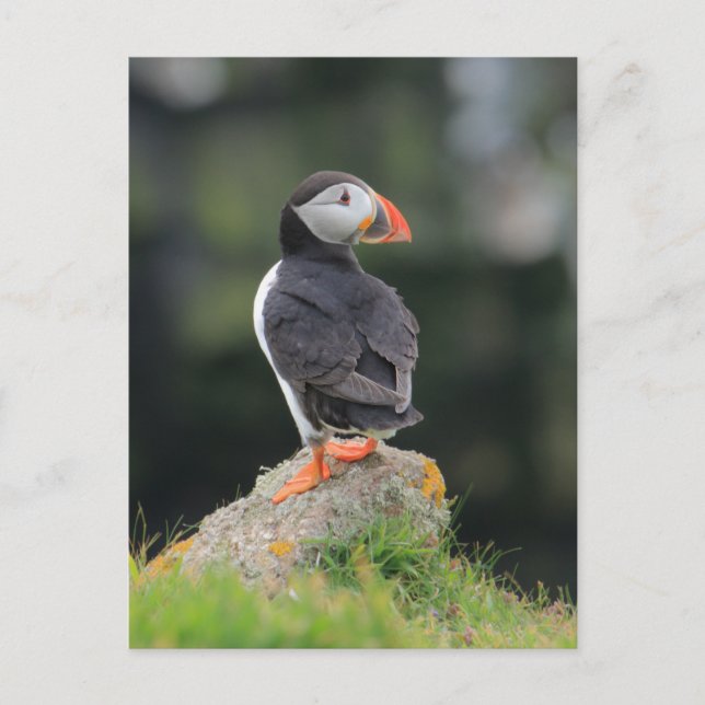 Carte Postale Puffin sur un rocher (Devant)