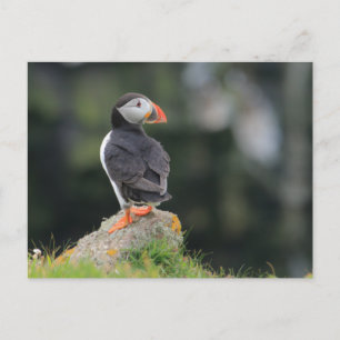 Carte Postale Puffin sur un rocher