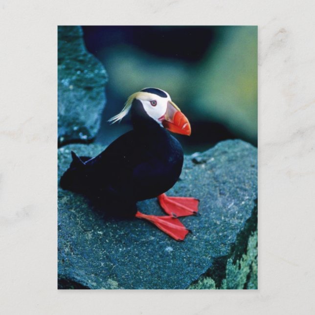 Carte Postale Puffin touffu (Devant)