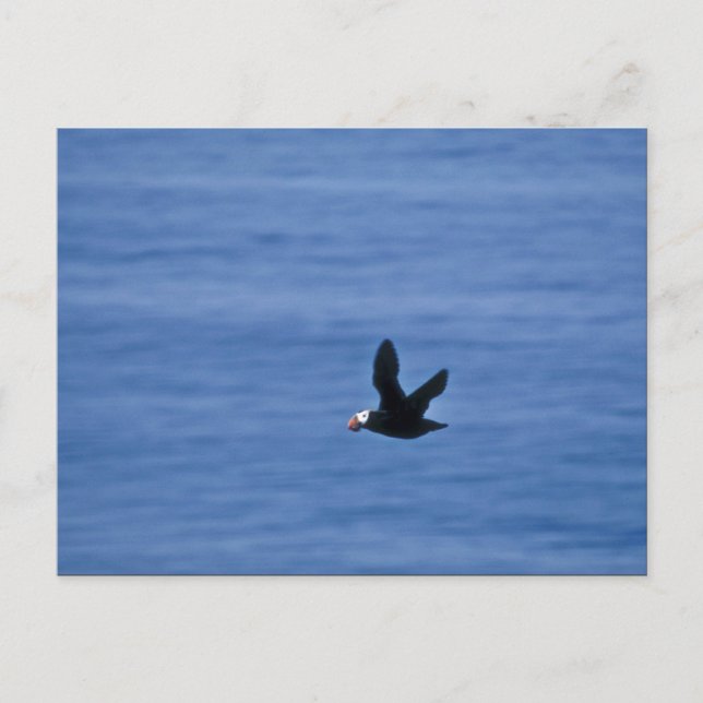 Carte Postale Puffin touffu en vol (Devant)