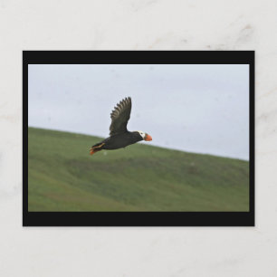 Carte Postale Puffin touffu en vol, île d'Aiktak