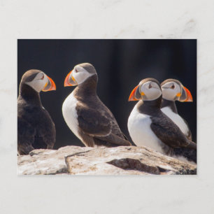 Carte Postale Puffins