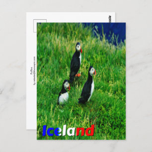 Carte Postale Puffins