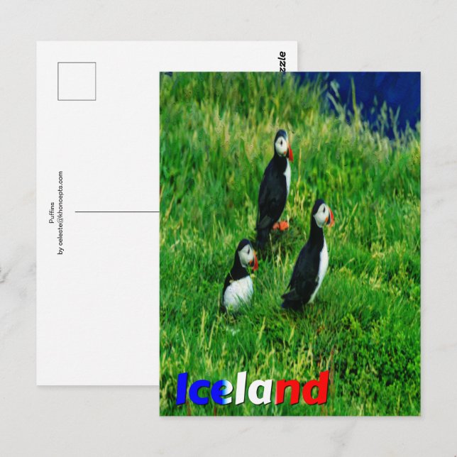 Carte Postale Puffins (Devant / Derrière)