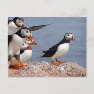 Carte postale Puffins