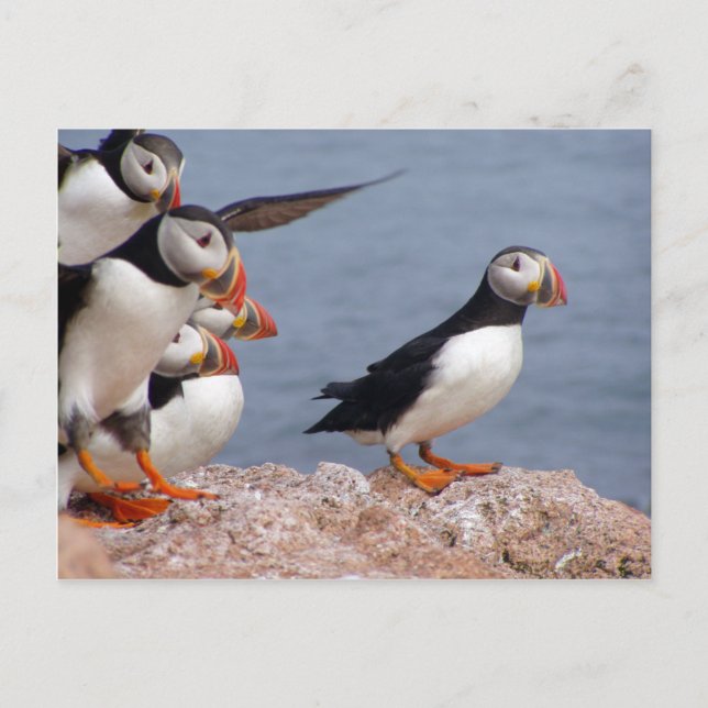 Carte postale Puffins (Devant)