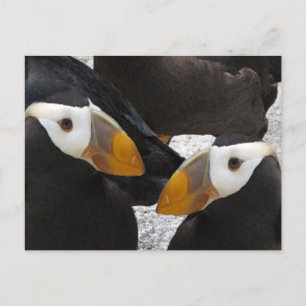 Carte Postale Puffins...