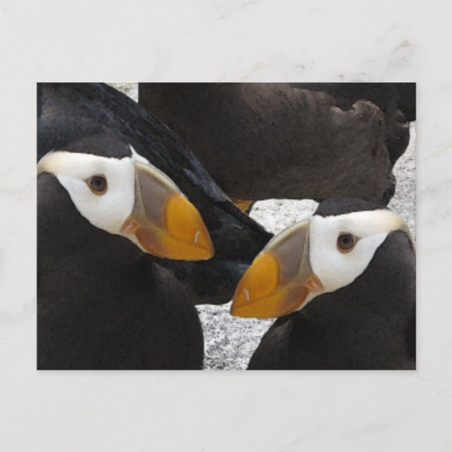 Carte Postale Puffins... (Devant)