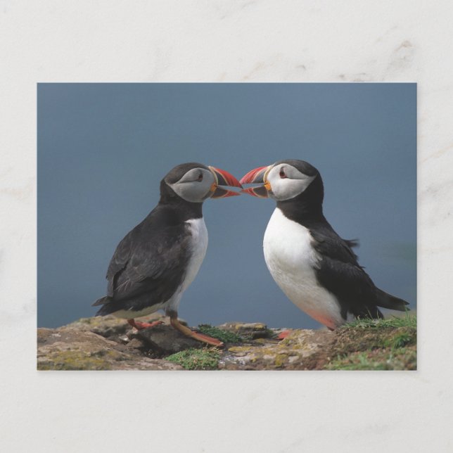 Carte Postale Puffins amusants (Devant)