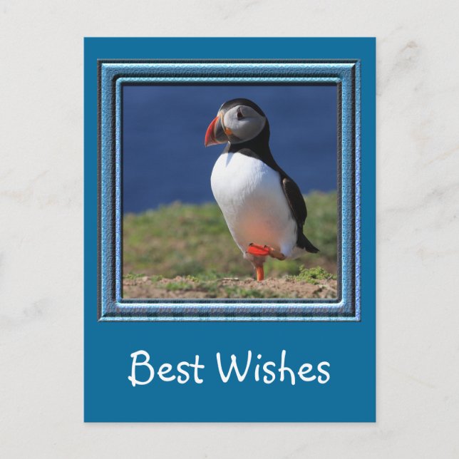 Carte Postale Puffins de Skomer Island (Devant)