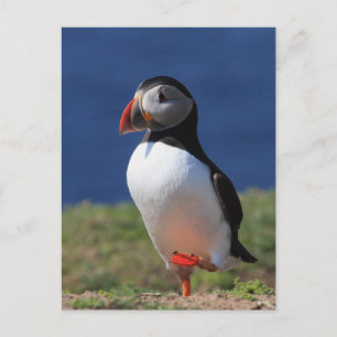 Carte Postale Puffins de Skomer Island