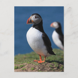 Carte Postale Puffins de Skomer Island