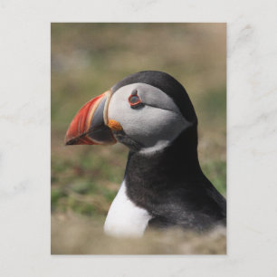 Carte Postale Puffins de Skomer Island