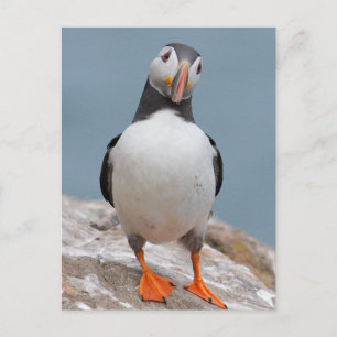 Carte Postale Puffins de Skomer Island