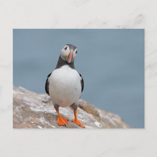 Carte Postale Puffins de Skomer Island
