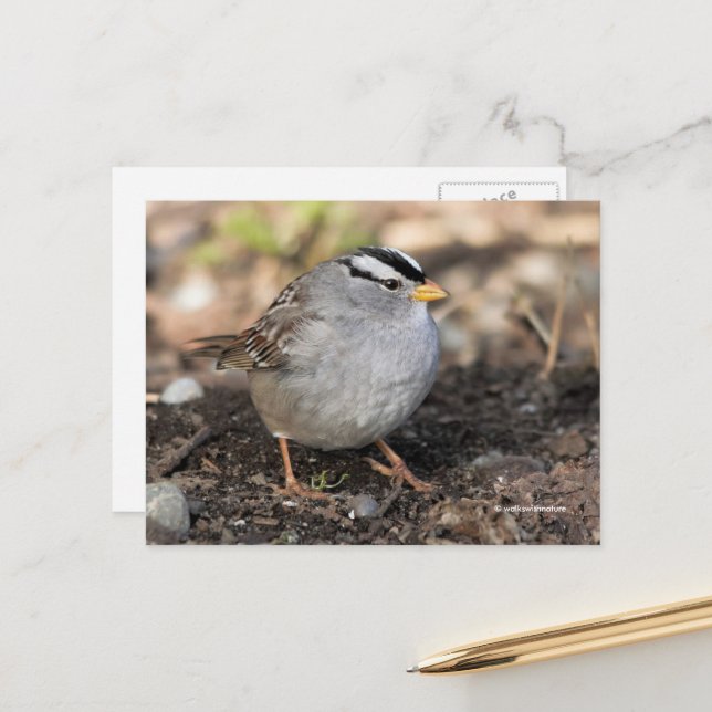 Carte Postale Puffy Bruant à tête blanche en hiver (Devant/Arrière en situation)