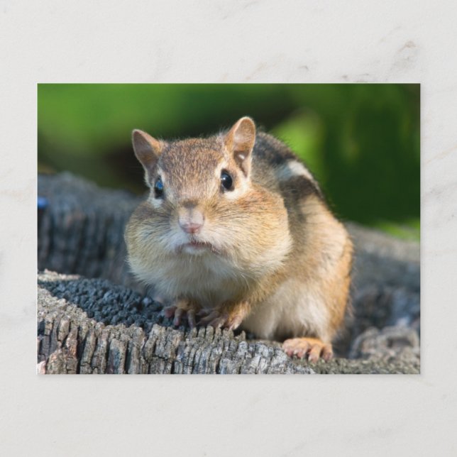 Carte Postale Puffy Cheeked Chipmunk (Devant)