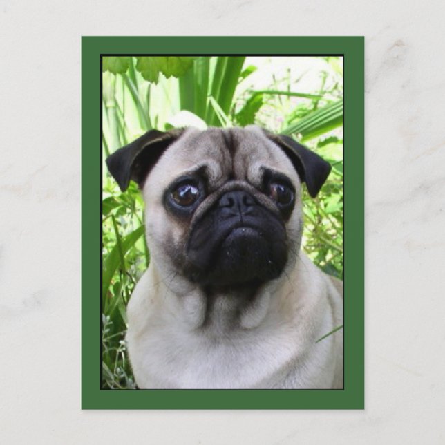 Carte postale Pug (Devant)
