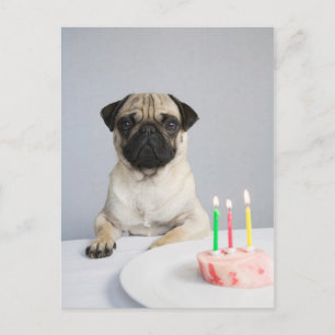 Carte Postale Pug d'anniversaire