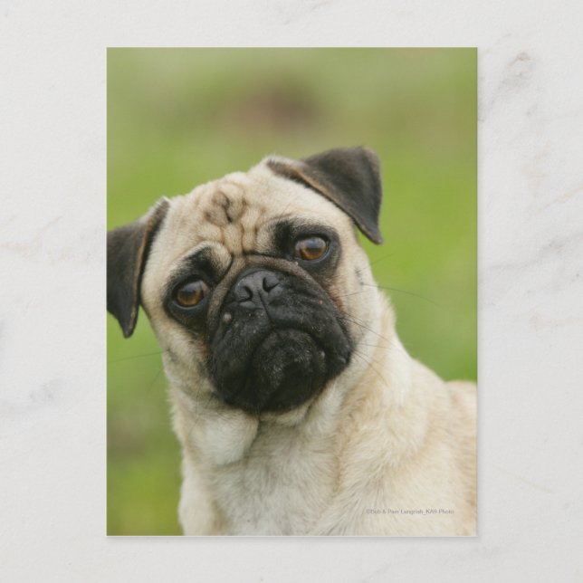 Carte Postale Pug Head Cocked Looking at Camera (Devant)