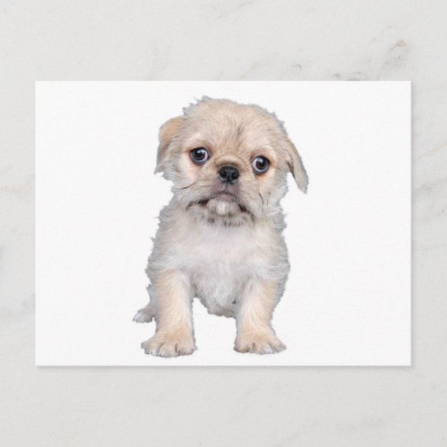 Carte Postale "Pug-zu" (Devant)