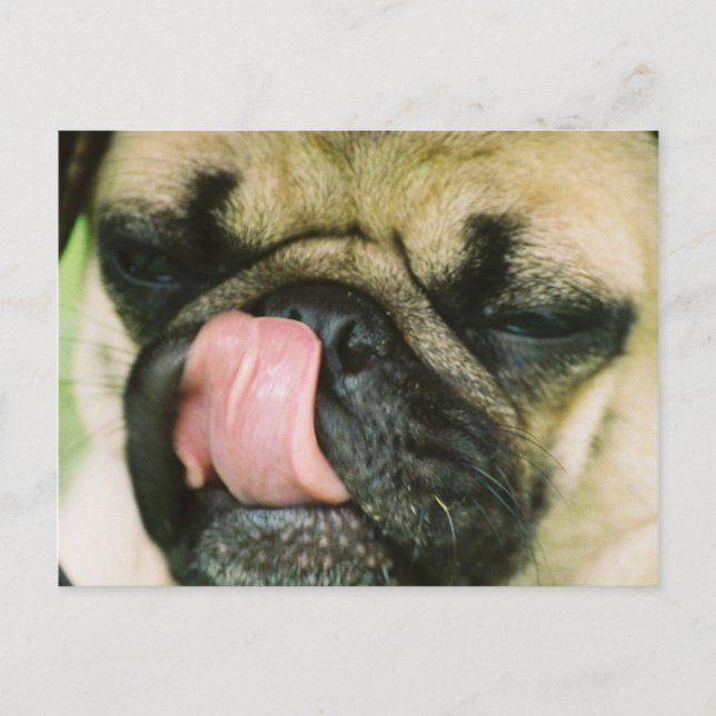 Carte Postale Pugalicious Postcard (Devant)