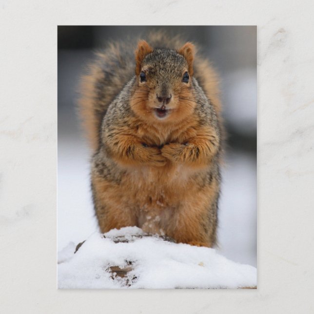Carte Postale Puis-Je Me Présenter (Devant)