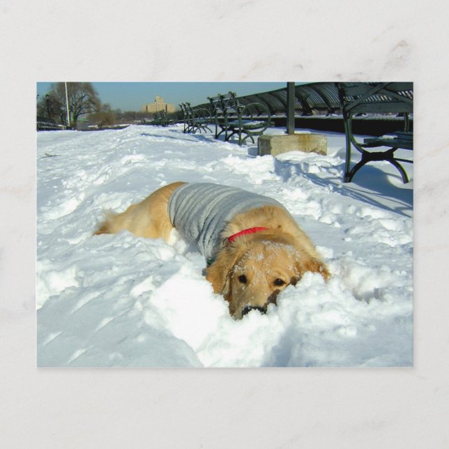 CARTE POSTALE PUIS-JE RESTER ICI ? (Devant)