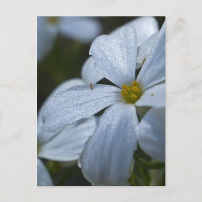 Carte Postale Puissance de flux (Devant)