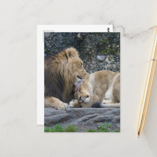 Carte Postale Puissant amour Lion